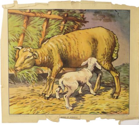 Lehrmaterial -  - Tableau pédagogique Nathan n° 2288 - La brebis et son agneau - 60 x 51 cm